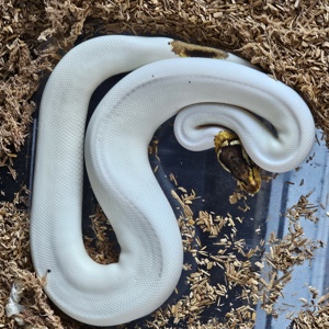 1.1 pastel  fire piebald  königspython 