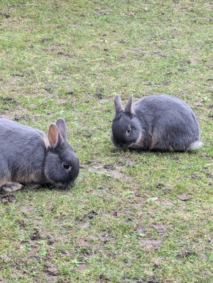 Kaninchen Jungtiere geimpft  Bild 2