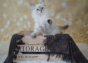 Sibirische Katze - Kitten - Point Variante Neva Masquarade - mit Stammbaum vom Züchter Bild 6