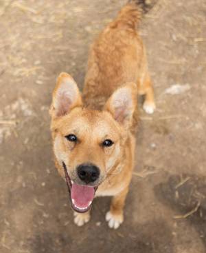 OLLY, geb. 08 23, sucht ihr Familienglück!