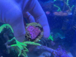 Zoanthus Mind Trick Seduction Stratospher Korallen Bild 3