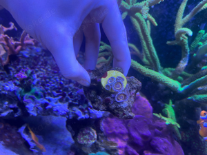 Zoanthus Mind Trick Seduction Stratospher Korallen Bild 7