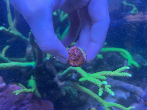 Zoanthus Mind Trick Seduction Stratospher Korallen Bild 1