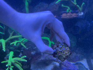 Zoanthus Mind Trick Seduction Stratospher Korallen Bild 6