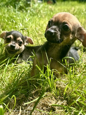Chihuahua Welpen Rüden Bild 6