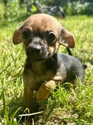 Chihuahua Welpen Rüden Bild 8