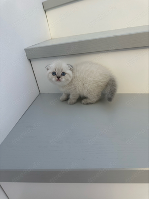 4 zuckersüsse British Kurzhaar Kitten suchen ein neues liebevolles zuhause  Bild 7