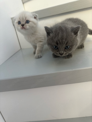 4 zuckersüsse British Kurzhaar Kitten suchen ein neues liebevolles zuhause  Bild 9