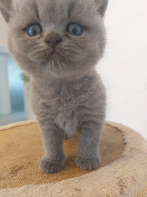 4 zuckersüsse British Kurzhaar Kitten suchen ein neues liebevolles zuhause  Bild 4