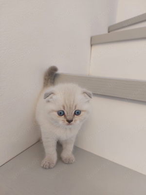 4 zuckersüsse British Kurzhaar Kitten suchen ein neues liebevolles zuhause  Bild 3