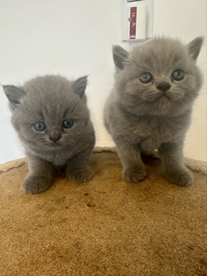 4 zuckersüsse British Kurzhaar Kitten suchen ein neues liebevolles zuhause  Bild 10