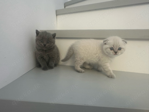 4 zuckersüsse British Kurzhaar Kitten suchen ein neues liebevolles zuhause  Bild 2