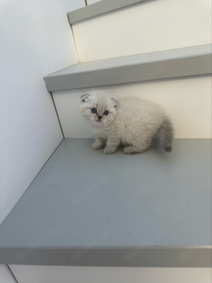 4 zuckersüsse British Kurzhaar Kitten suchen ein neues liebevolles zuhause  Bild 5