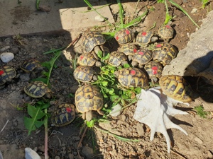 Griechische Landschildkröten THB NZ23   NZ22 und NZ21 