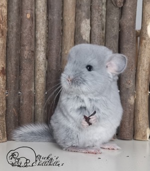 Chinchillas (RPA & RPAt) aus kleiner Hobbyzucht  Bild 1