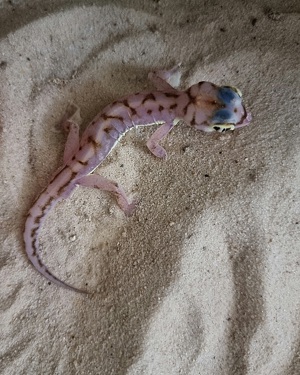 geckos  Bild 4