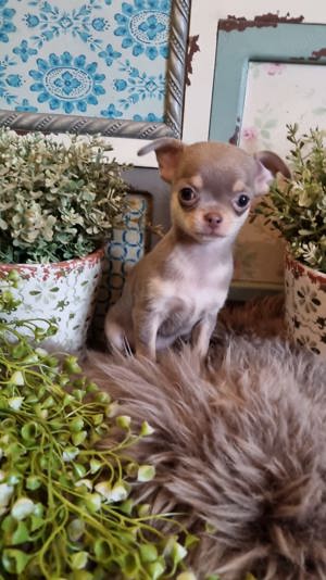 Chihuahua Welpen in Lilac tan Bild 9