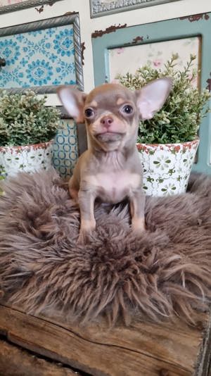 Chihuahua Welpen in Lilac tan Bild 7