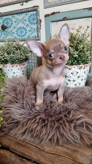 Chihuahua Welpen in Lilac tan Bild 3