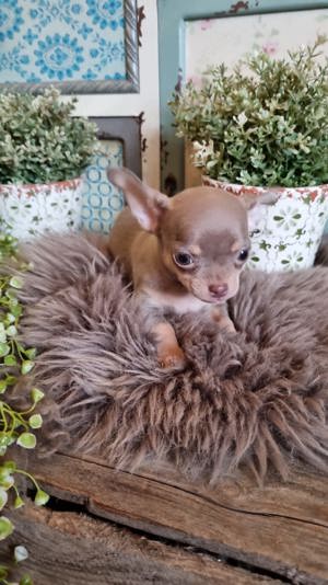 Chihuahua Welpen in Lilac tan Bild 10