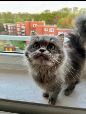 Ein wunderschönes Britische lang Haar Katze sucht ein neues Zuhause Bild 4