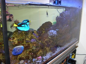 Meerwasseraquarium  Bild 3