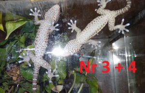 4.0 Gekko gecko, Tokeh Männchen, DNZ 2024 Bild 6