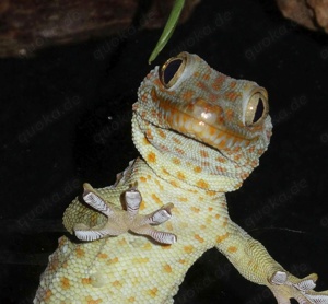 4.0 Gekko gecko, Tokeh Männchen, DNZ 2024 Bild 1