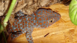 4.0 Gekko gecko, Tokeh Männchen, DNZ 2024 Bild 2