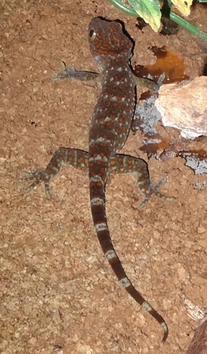 4.0 Gekko gecko, Tokeh Männchen, DNZ 2024 Bild 8