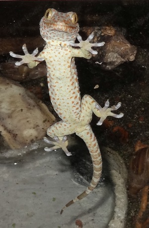 4.0 Gekko gecko, Tokeh Männchen, DNZ 2024 Bild 10