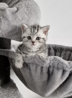 BKH Katzenbaby - Black Silver tabby classic