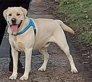 Ein schoner und erfahrener Labrador-Retriver Deckrüde aus der Schowline! (KEIN VERKAUF) Bild 1