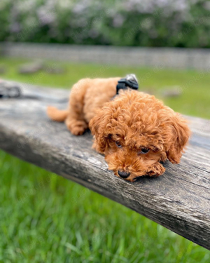 Entzückender Pudelhund bereit für neues Zuhause