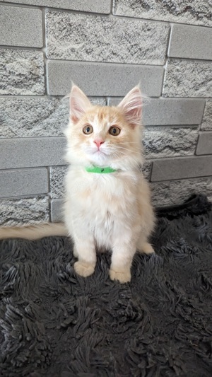 Reinrassige Maine Coon Kitten 