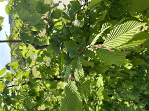 Gartenhecke günstig abzugeben | Hainbuche | 180 cm | JETZT