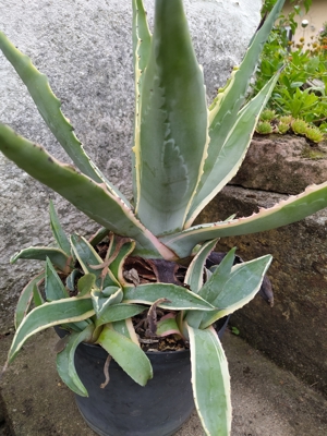 Agavenpflanze, Agave Bild 1