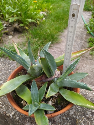 Agavenpflanze, Agave Bild 3