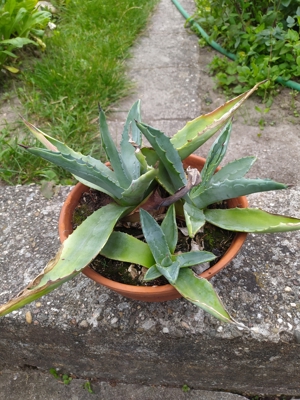 Agavenpflanze, Agave Bild 2