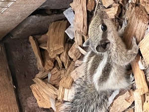         Junge Palmenhörnchen Streifenhörnchen Pärchen 