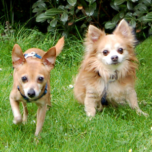 Brown Charlie, 11 Jahre - Rattler-Mix - Brown Rocky, 11 Jahre - Chihuahua - Tierhilfe Franken e.V.