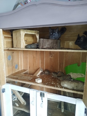 2 Chinchillas Weibchen 