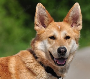 Darwin - ein sehr aktiver Hund,für hundeerfahrene Menschen, die ihn mit Kroketten füttern können.