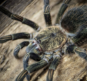 Thrixopelma Pruriens Vogelspinne