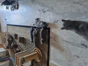 ZUM knuddeln. 4 Bkh Kitten suchen ein neues Zuhause.  Bild 5