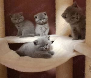 ZUM knuddeln. 4 Bkh Kitten suchen ein neues Zuhause.  Bild 1
