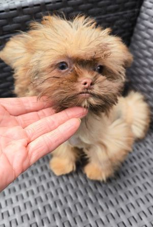 Imperial Shih Tzu Mix Rüde 1,6 kg fast ausgewachsen darf ausziehen 