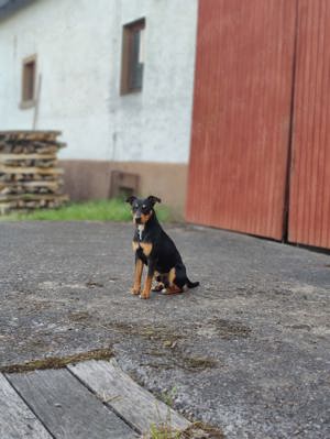 Deutscher Pinscher Deckrüde (kein Verkauf)