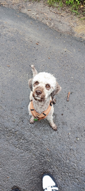 Lagotto Romagnolo Deckrüde 