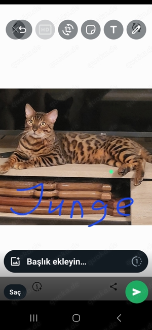 Bengalkatzen 